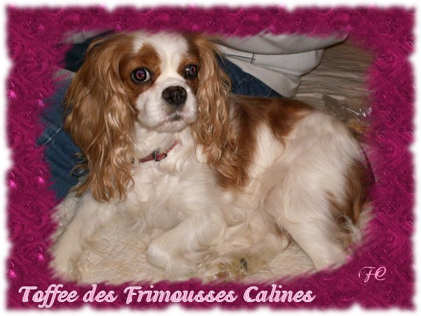 Toffee Des Frimousses Calines