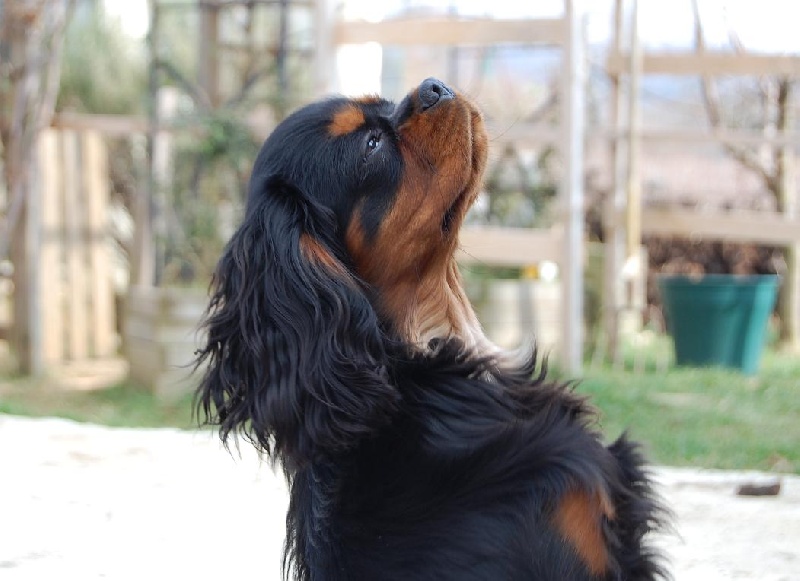 Dipsy Des Frimousses Calines