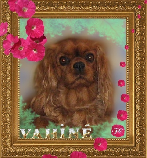 Vahiné Des Frimousses Calines