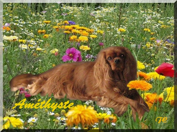 Améthyste Des Frimousses Calines