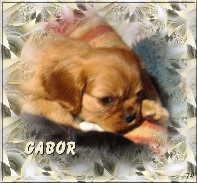 Gabor Des Frimousses Calines