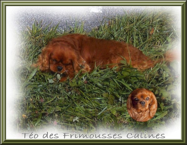 Teo Des Frimousses Calines